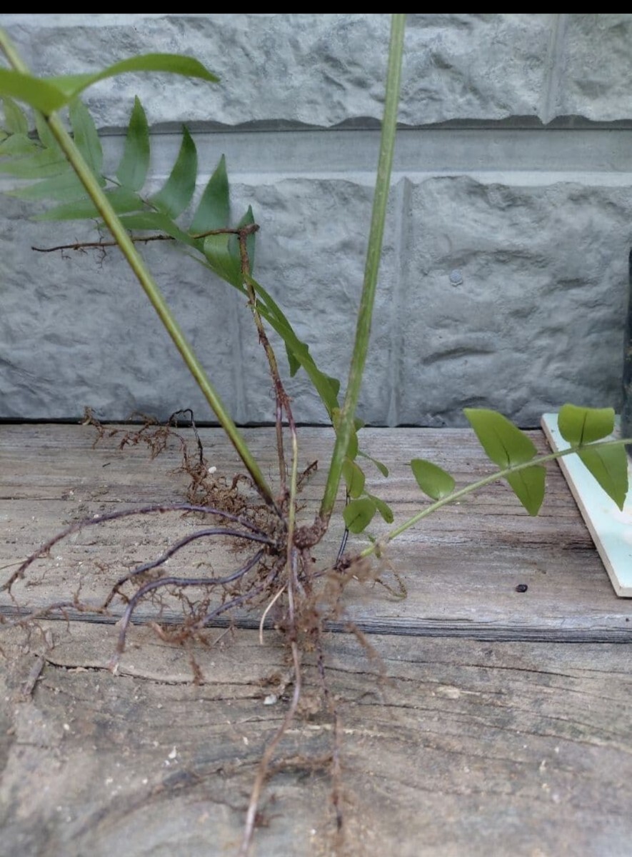 ホウビカンジュ 抜き苗 シダ植物 大型羊歯 南国 ネフロレピス ビセラータ_画像6