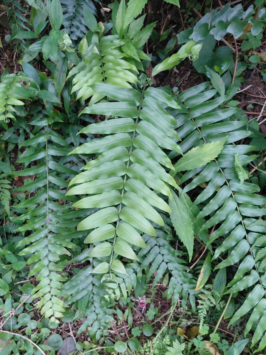 ホウビカンジュ 抜き苗 シダ植物 大型羊歯 南国 ネフロレピス ビセラータ_画像9