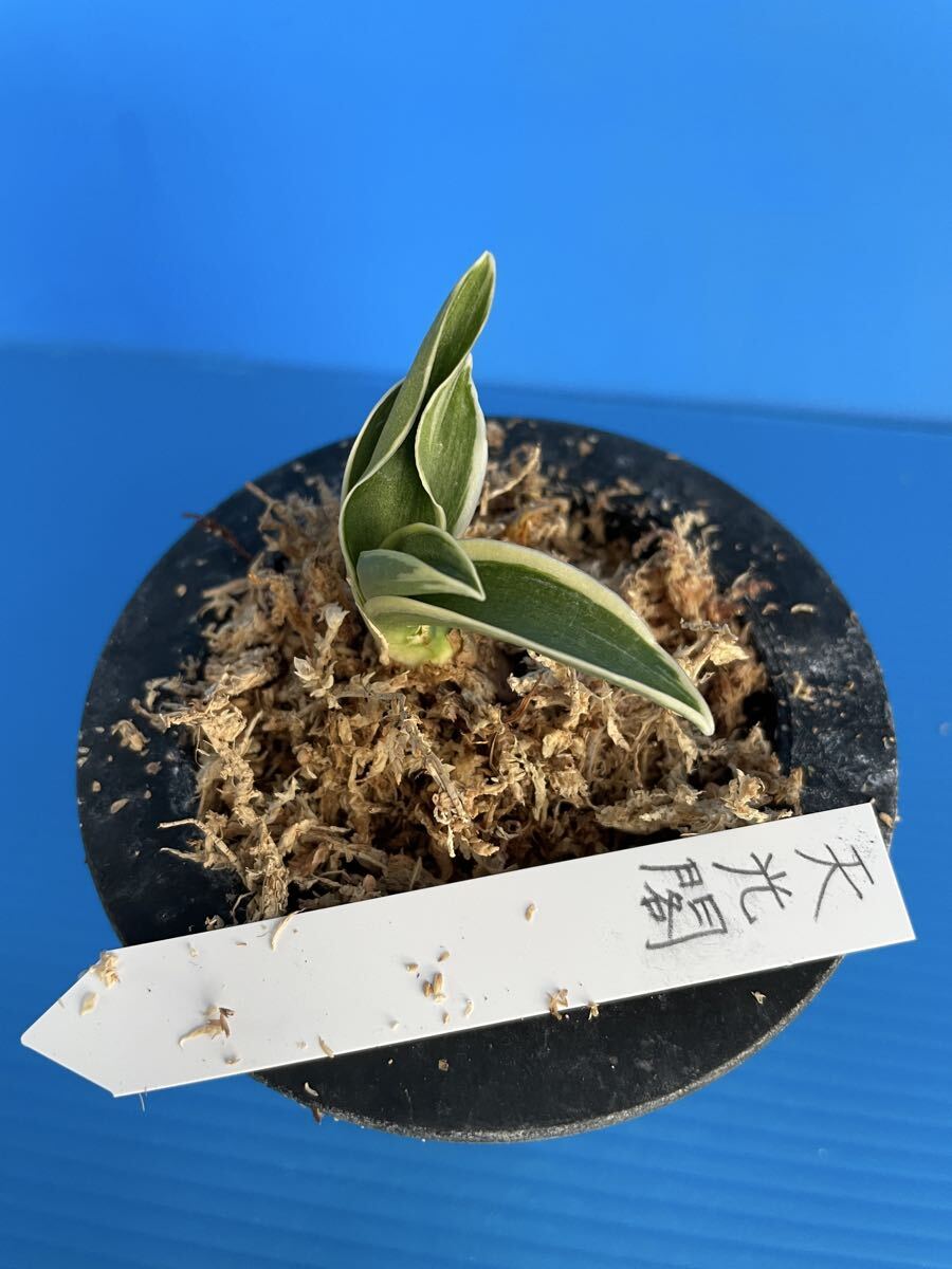 オモト 万年青 おもと「天光閣」_画像3