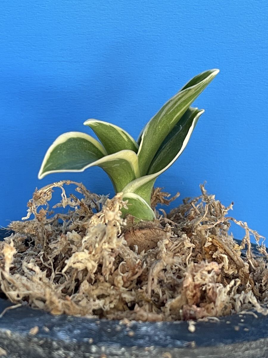 オモト 万年青 おもと「天光閣」_画像4