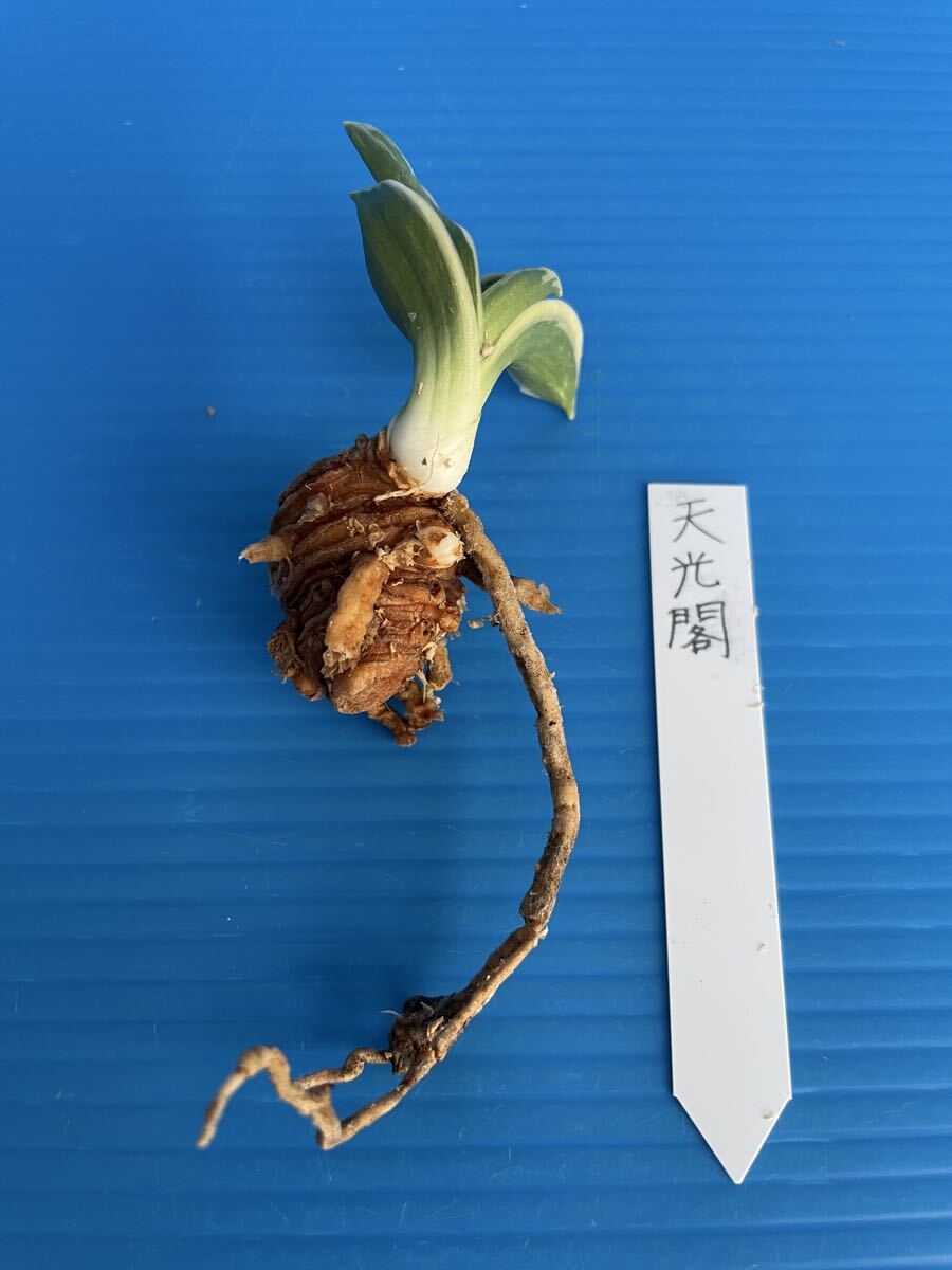 オモト 万年青 おもと「天光閣」_画像6