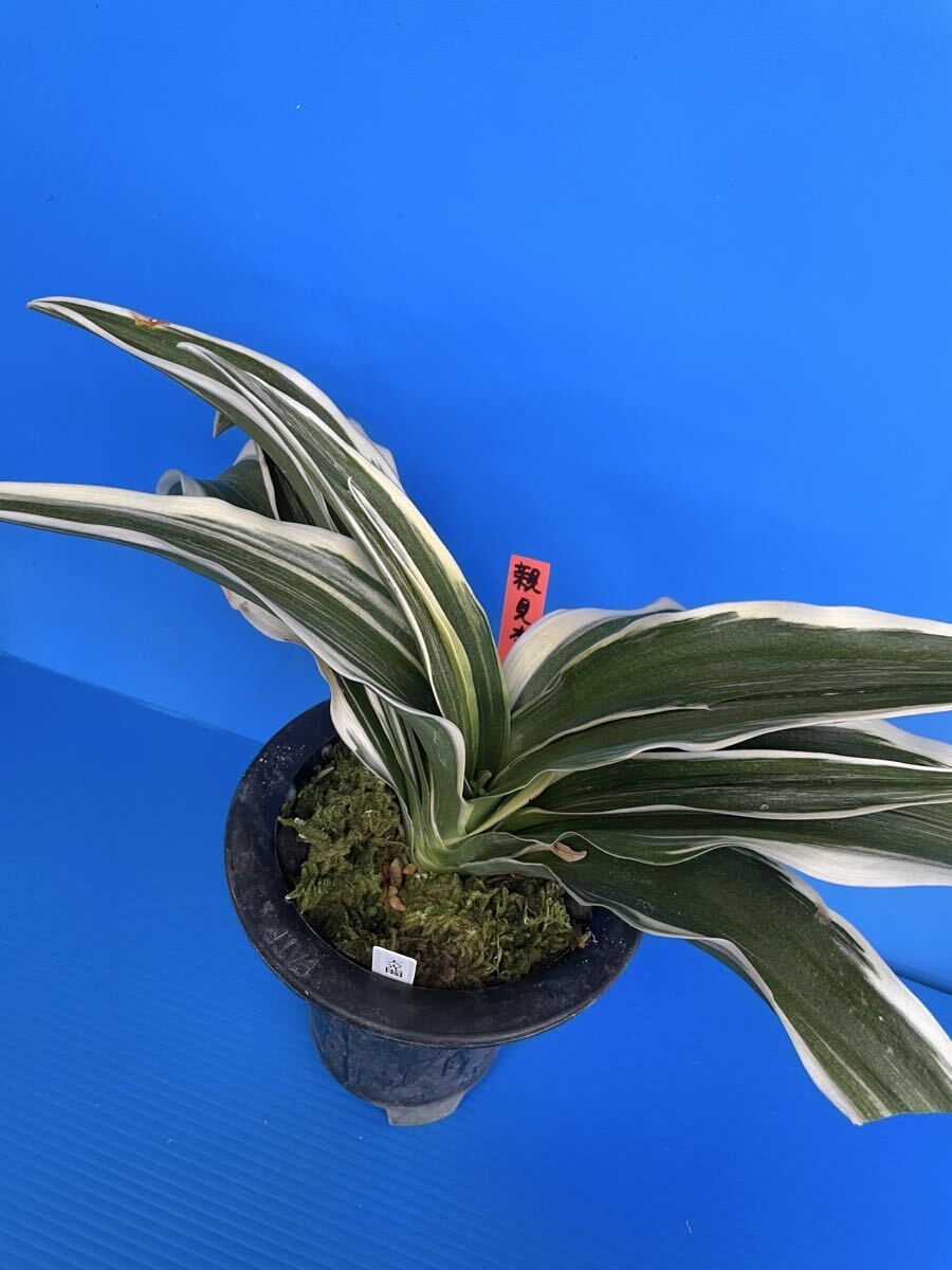 オモト 万年青 おもと「天光閣」_画像7