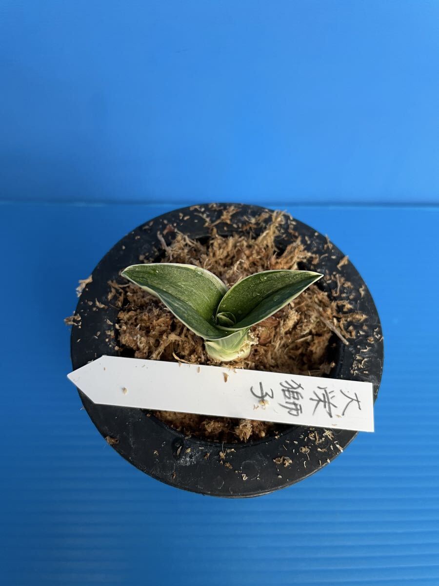 o Moto десять тысяч год синий ...[ большой . лев ]