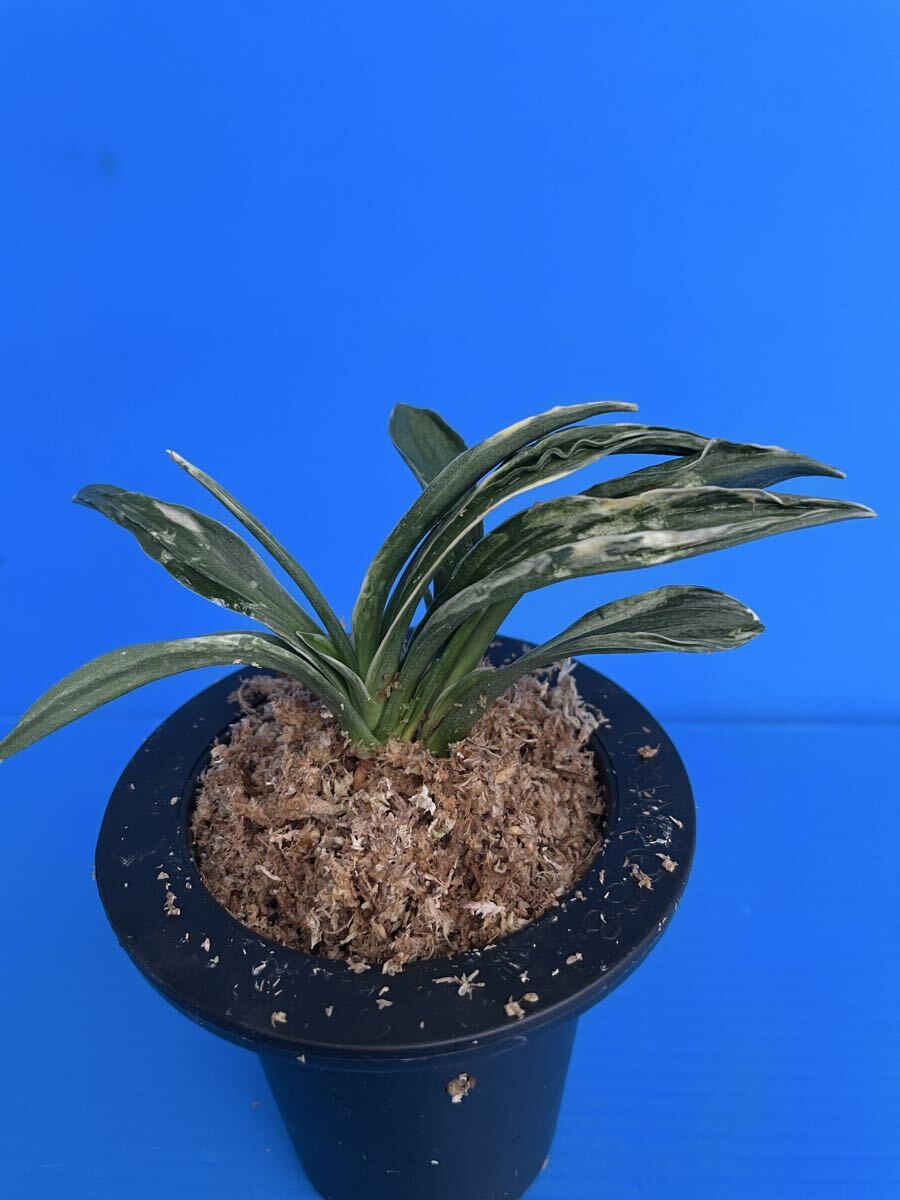 o Moto десять тысяч год синий ...[ желтый золотой .. map ]