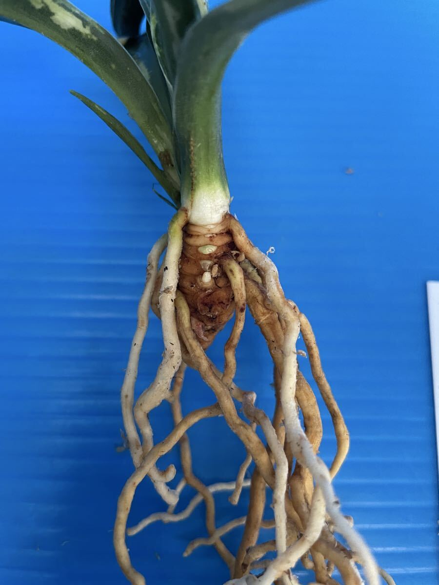 o Moto десять тысяч год синий ...[ желтый золотой .. map ]