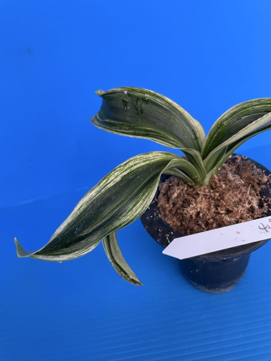 o Moto десять тысяч год синий ...[ песок . лев ]