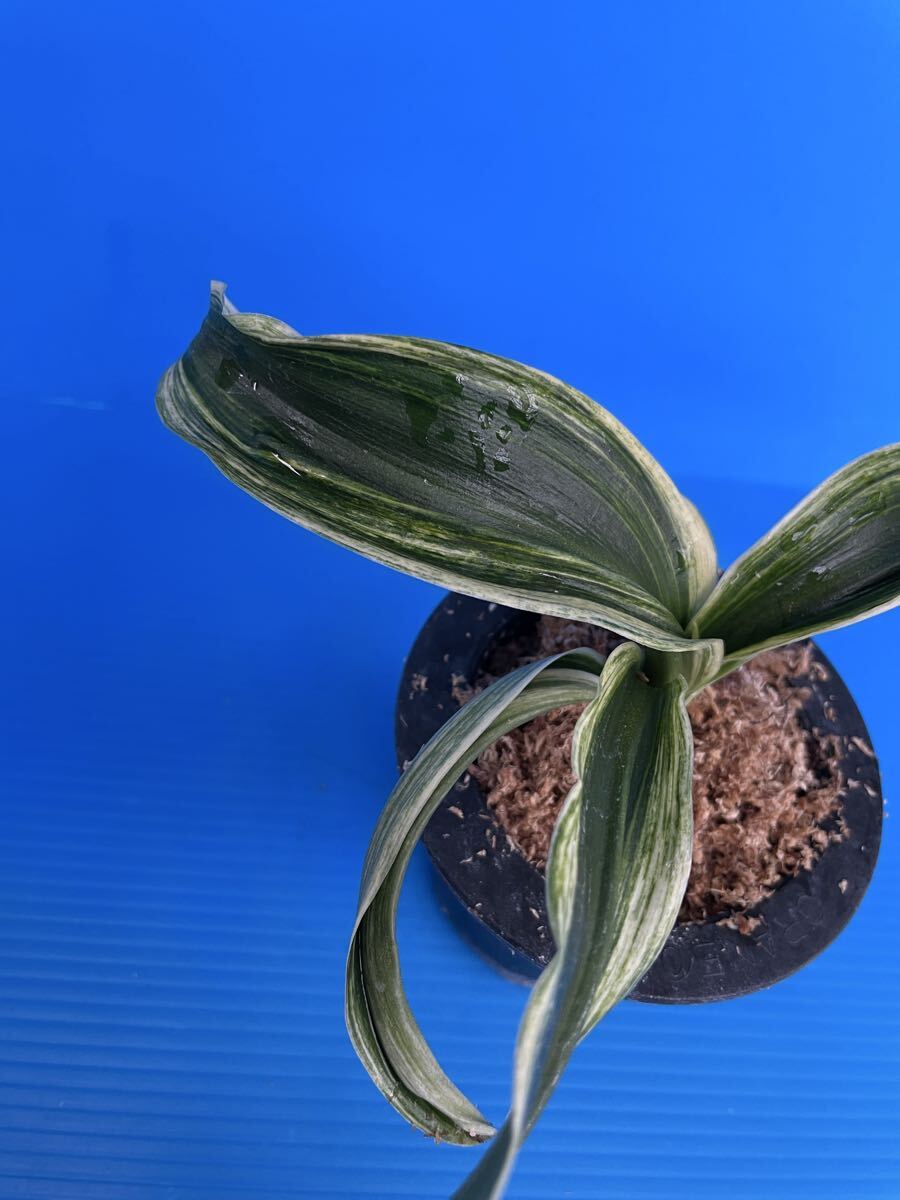 o Moto десять тысяч год синий ...[ песок . лев ]