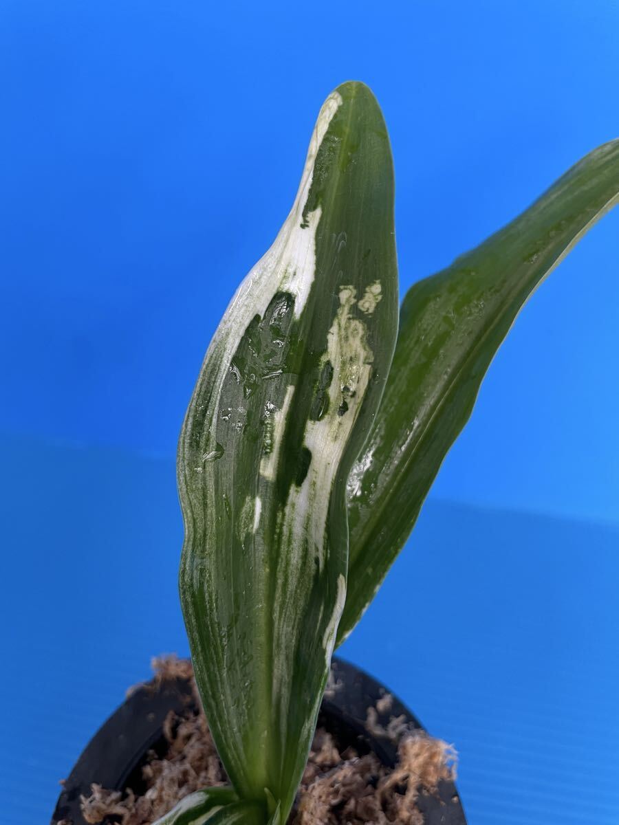 o Moto десять тысяч год синий ...[ снег средний. сосна ]