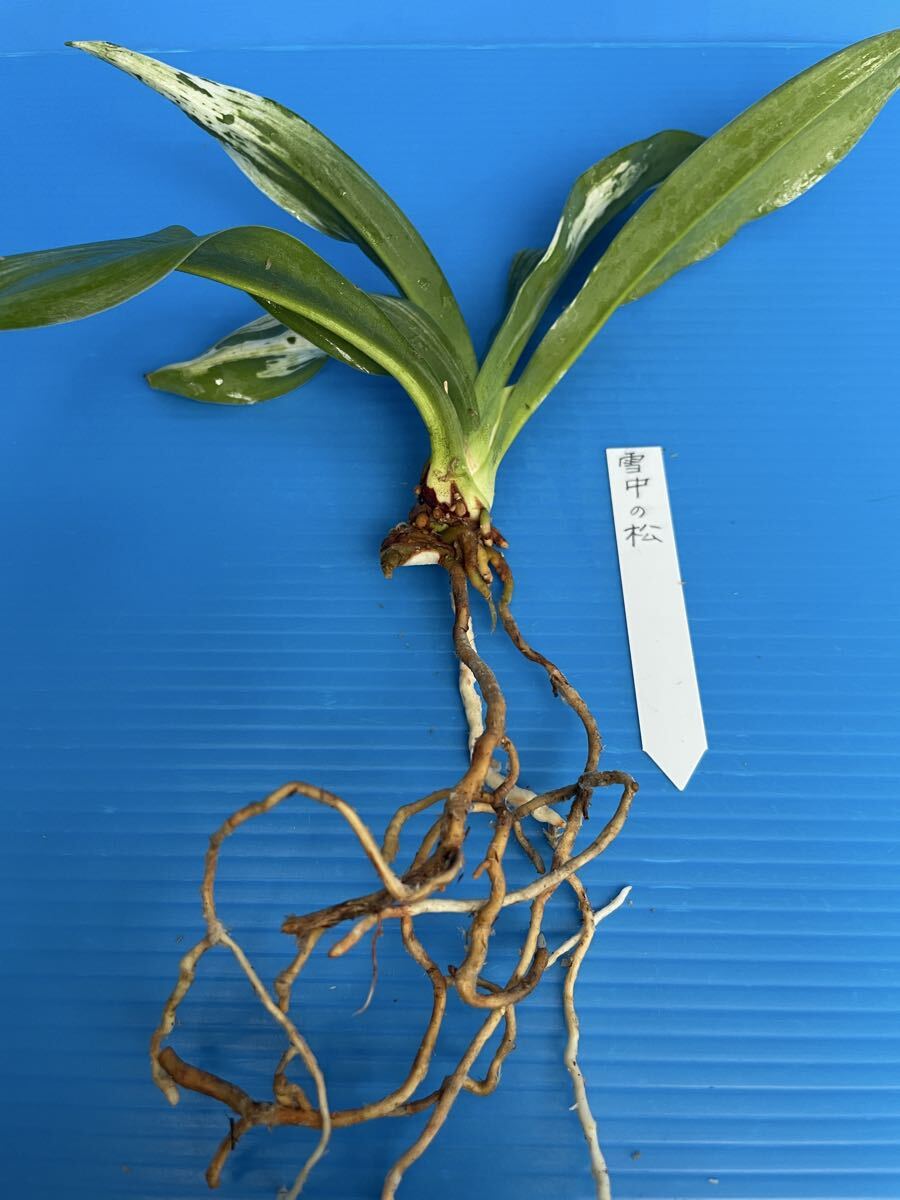 o Moto десять тысяч год синий ...[ снег средний. сосна ]