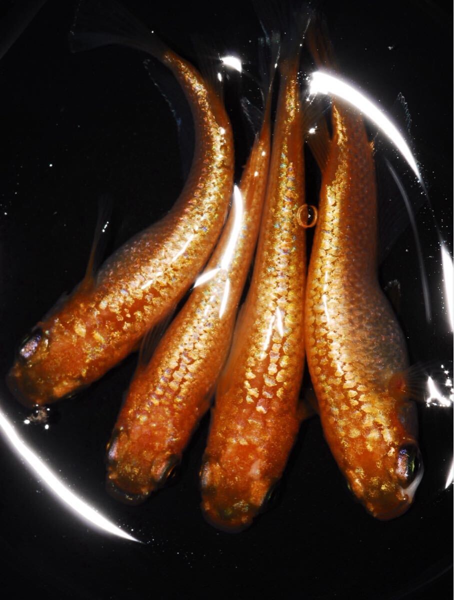 【こがめだか】ローズジュエル　オス2メス2　管理番号3_画像2