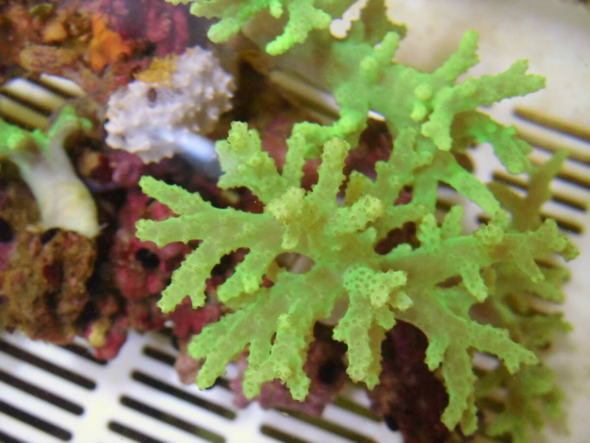 極美!!大型!! 石垣島採取・ナグラカタトサカ・蛍光グリーン・005 (土台含む約15cm4本付~)ソフトコーラル 初心者サンゴ簡単_画像2