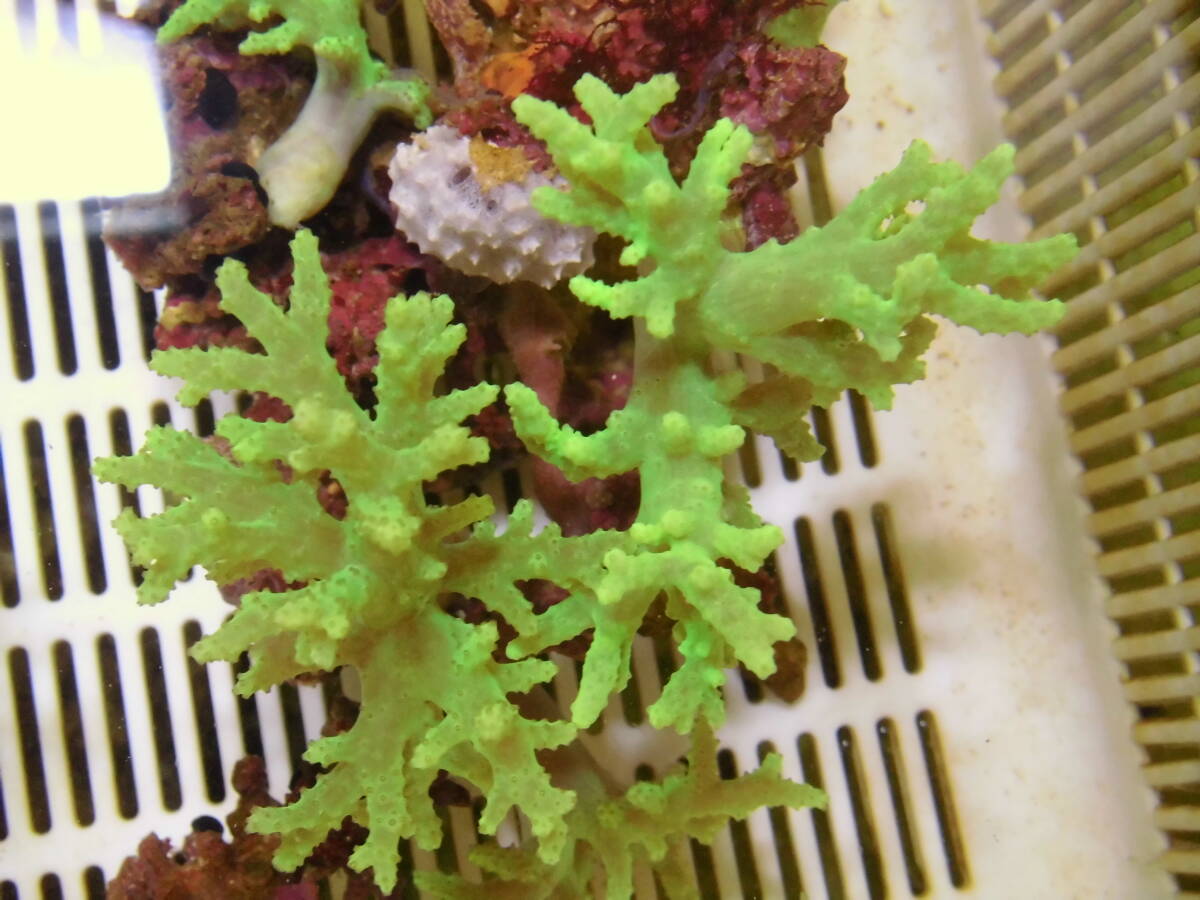 極美!!大型!! 石垣島採取・ナグラカタトサカ・蛍光グリーン・005 (土台含む約15cm4本付~)ソフトコーラル 初心者サンゴ簡単_画像3