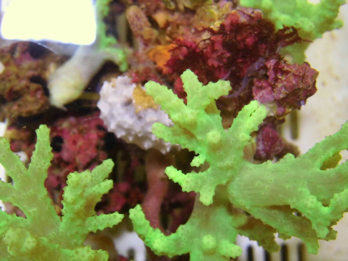 極美!!大型!! 石垣島採取・ナグラカタトサカ・蛍光グリーン・005 (土台含む約15cm4本付~)ソフトコーラル 初心者サンゴ簡単_画像4