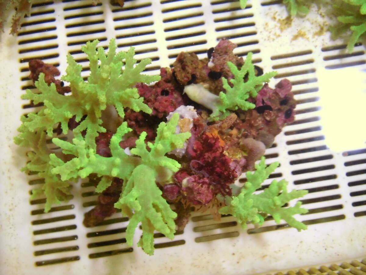 極美!!大型!! 石垣島採取・ナグラカタトサカ・蛍光グリーン・005 (土台含む約15cm4本付~)ソフトコーラル 初心者サンゴ簡単_画像5