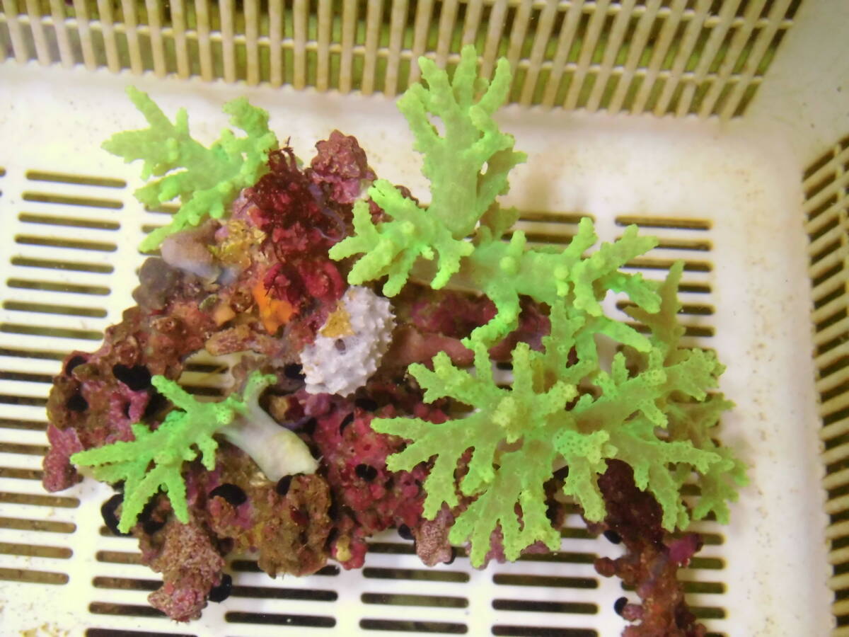 極美!!大型!! 石垣島採取・ナグラカタトサカ・蛍光グリーン・005 (土台含む約15cm4本付~)ソフトコーラル 初心者サンゴ簡単_画像1