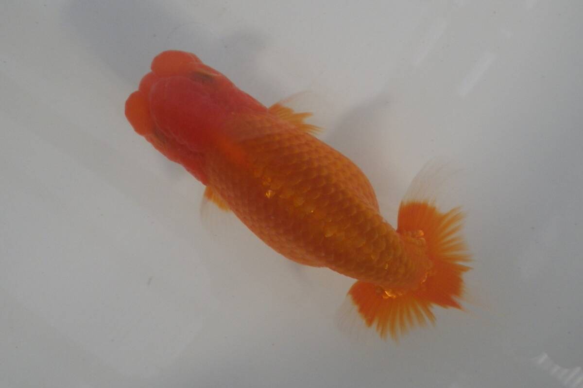 *蘭DeBoo *　９３ー当歳魚　ハンマー系　_画像1