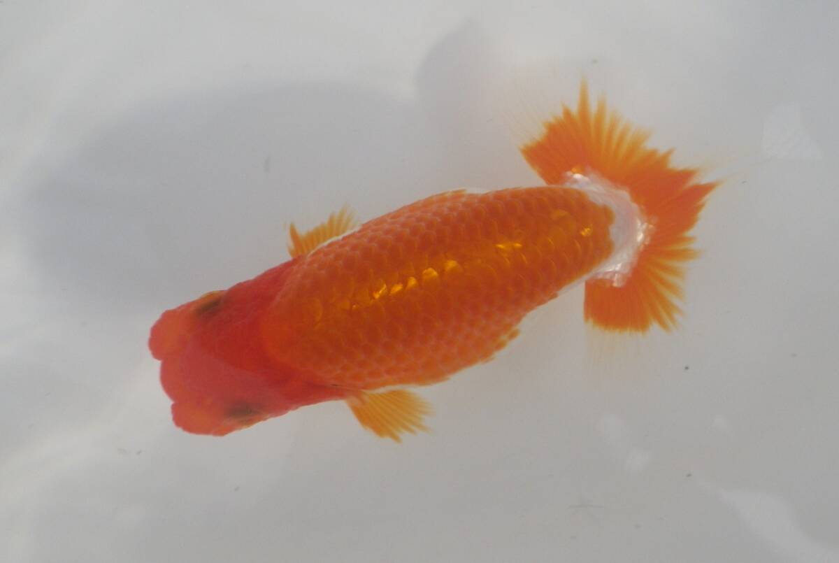 *蘭DeBoo * 91ー当歳魚 ハンマー系 _画像1