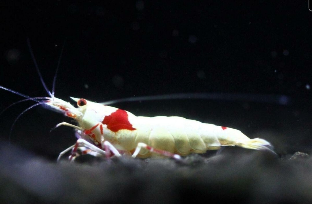 {....} ~ на фото аквариум из ~ ~ gun pra Ⅱ ~. особь 10 шт!!