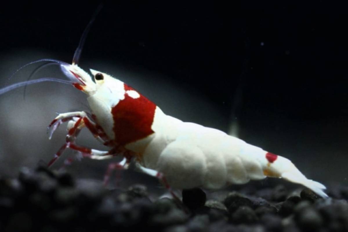 {....} ~ на фото аквариум из ~ ~ gun pra Ⅱ ~. особь 10 шт!!