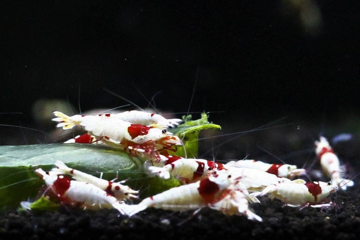 {....} ~ на фото аквариум из ~ ~ gun pra Ⅱ ~. особь 10 шт!!