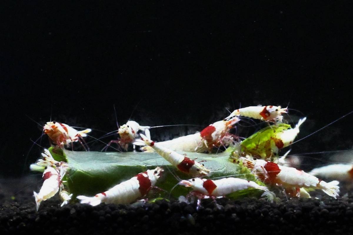 {....} ~ на фото аквариум из ~ ~ gun pra Ⅱ ~. особь 10 шт!!