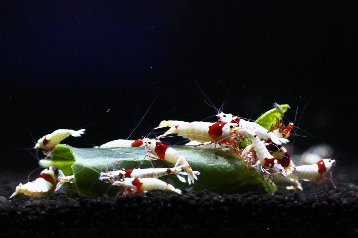 {....} ~ на фото аквариум из ~ ~ gun pra Ⅱ ~. особь 10 шт!!