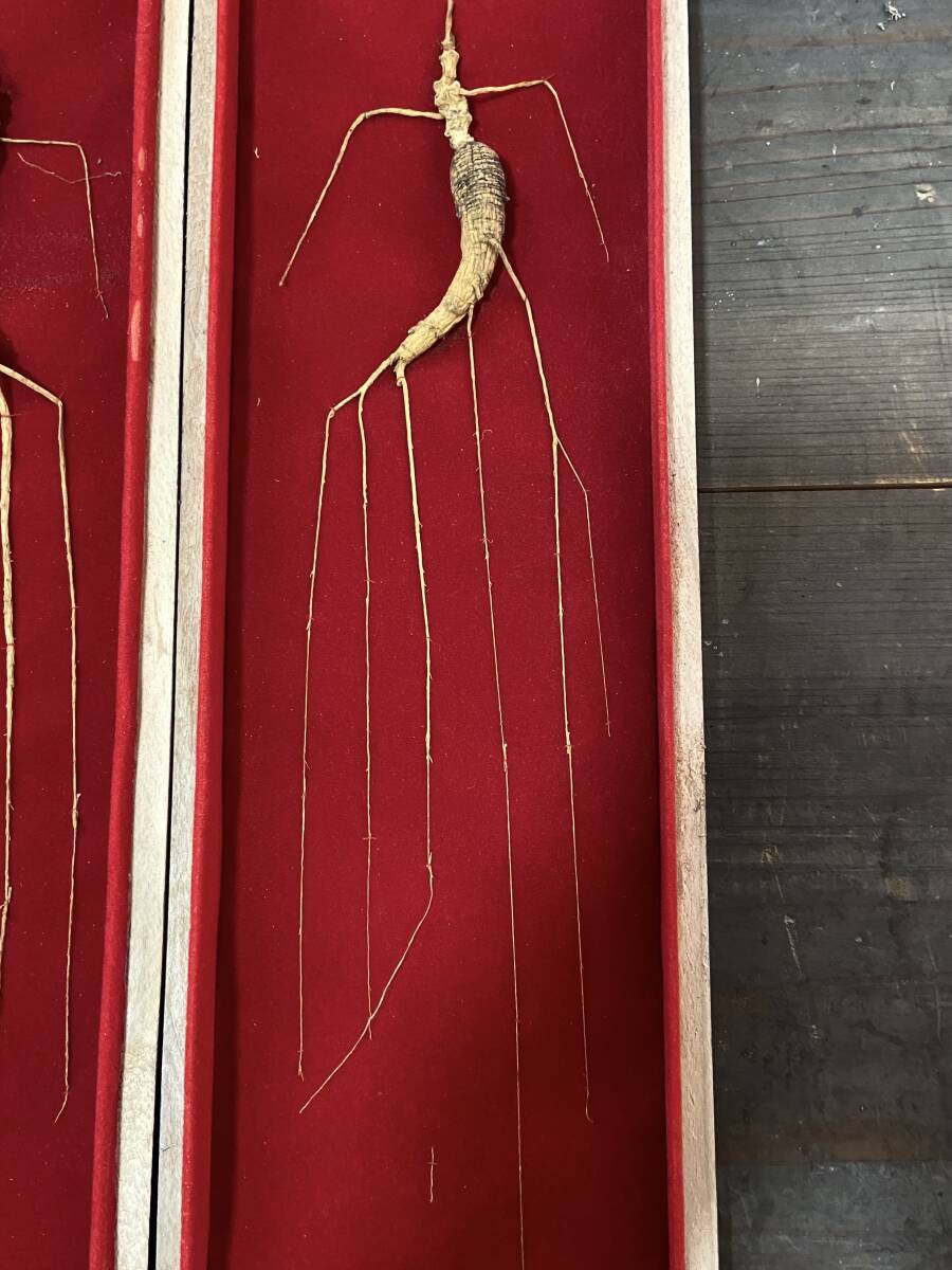 【OAN】高麗人参 紅景天 合計4つセット 長期保管品 骨董 古美術 古道具 民藝 古民藝 茶道具 懐石 古玩 参考品_画像3