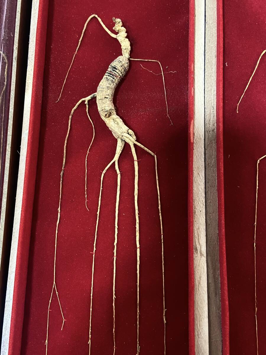 【OAN】高麗人参 紅景天 合計4つセット 長期保管品 骨董 古美術 古道具 民藝 古民藝 茶道具 懐石 古玩 参考品_画像4