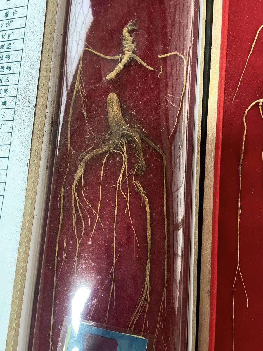 【OAN】高麗人参 紅景天 合計4つセット 長期保管品 骨董 古美術 古道具 民藝 古民藝 茶道具 懐石 古玩 参考品_画像5