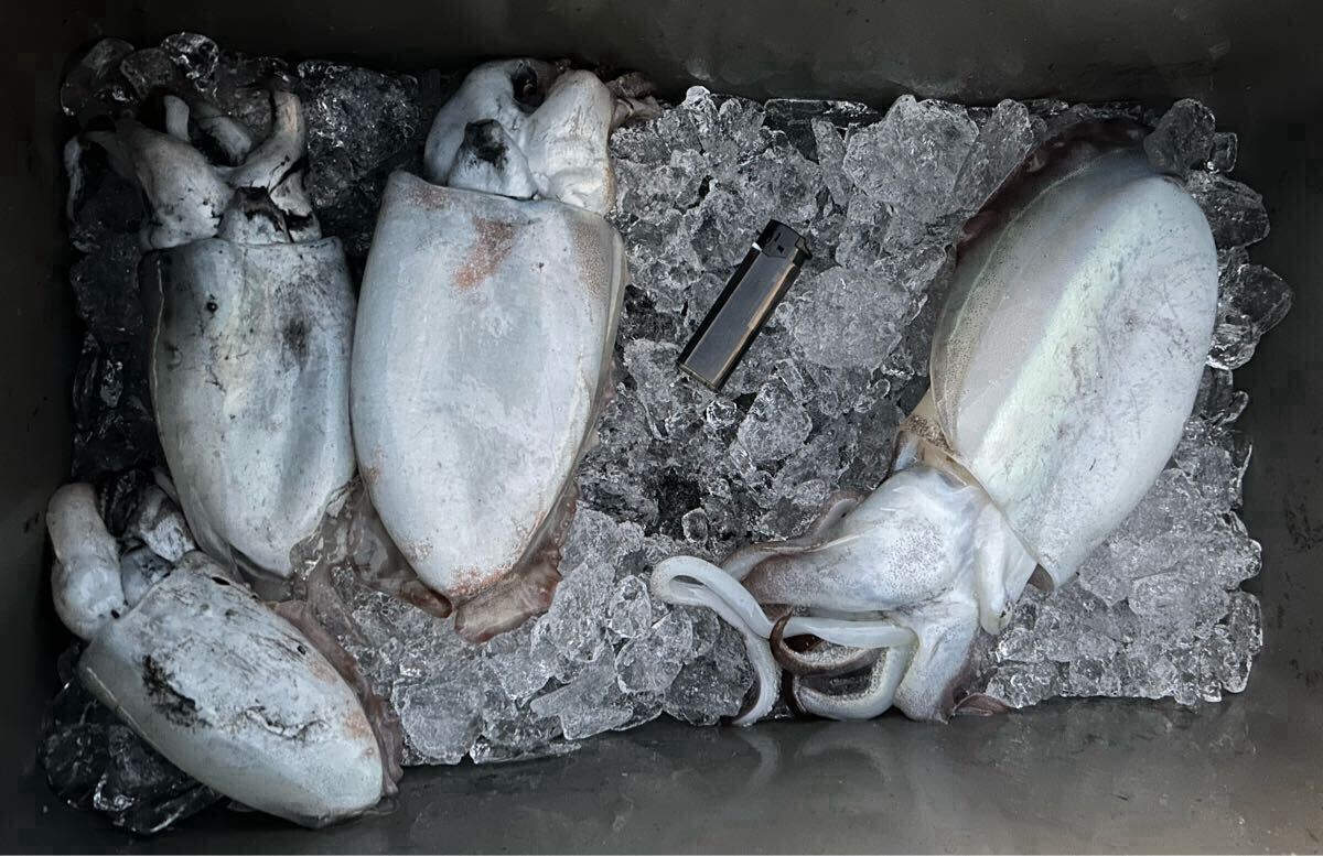 イカ　コウイカ　天然　釣り物（総重量２，０７０g、計４杯）_画像1