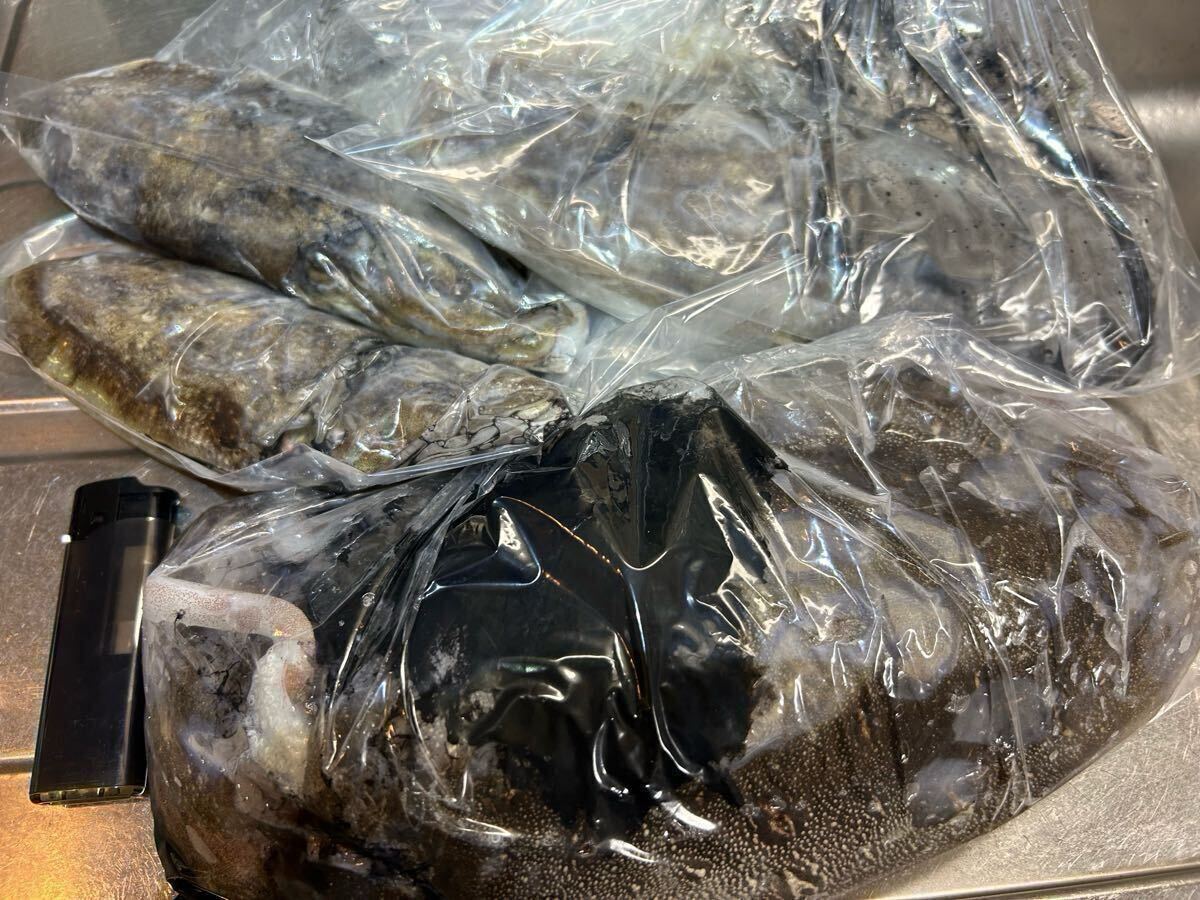 イカ　コウイカ　天然　釣り物（総重量２，０７０g、計４杯）_画像2