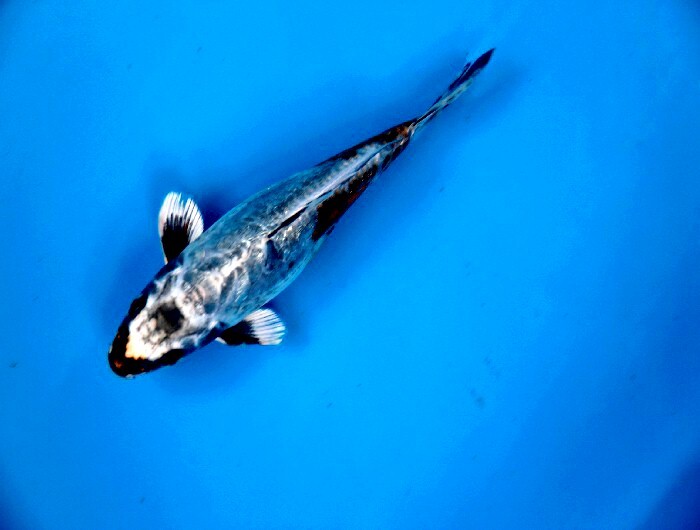 ゴージャスなショートボディー！！　ショートボディー変わり鯉　20センチ　2歳　自家産_画像3