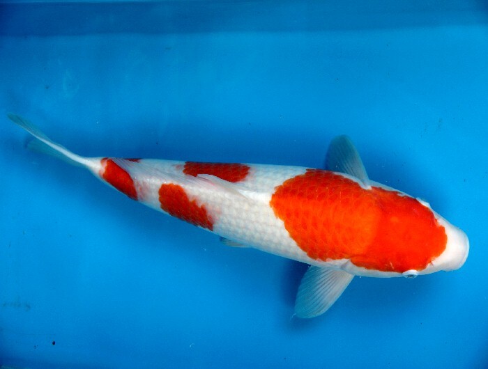 三段模様の白地の抜け抜群！！　紅白　5４センチ　２歳　松江産_画像2