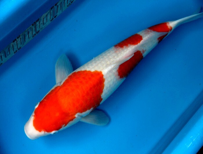 三段模様の白地の抜け抜群！！　紅白　5４センチ　２歳　松江産_画像3