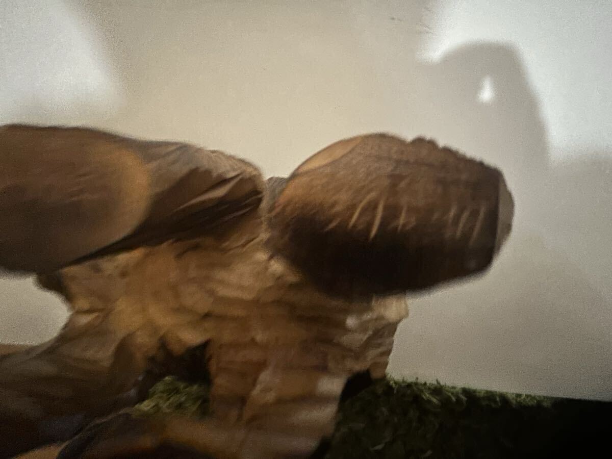 ・熊 置物 北海道 アイヌ 木彫り熊 洞爺湖 1977年 インテリア 民芸品_画像7