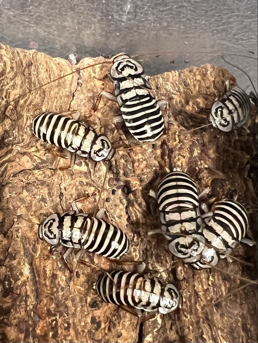 Homalosilpha Ustulata 5匹 亜成体 レア種 送料無料 ローチ ゴキブリ ( ニジイロ ヨロイモグラ 残り数セットの画像1