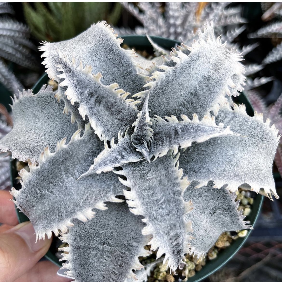 Dyckia marnier-lapostolleiti Kia Marni L la post Ray полосный .brome задний bromeplants