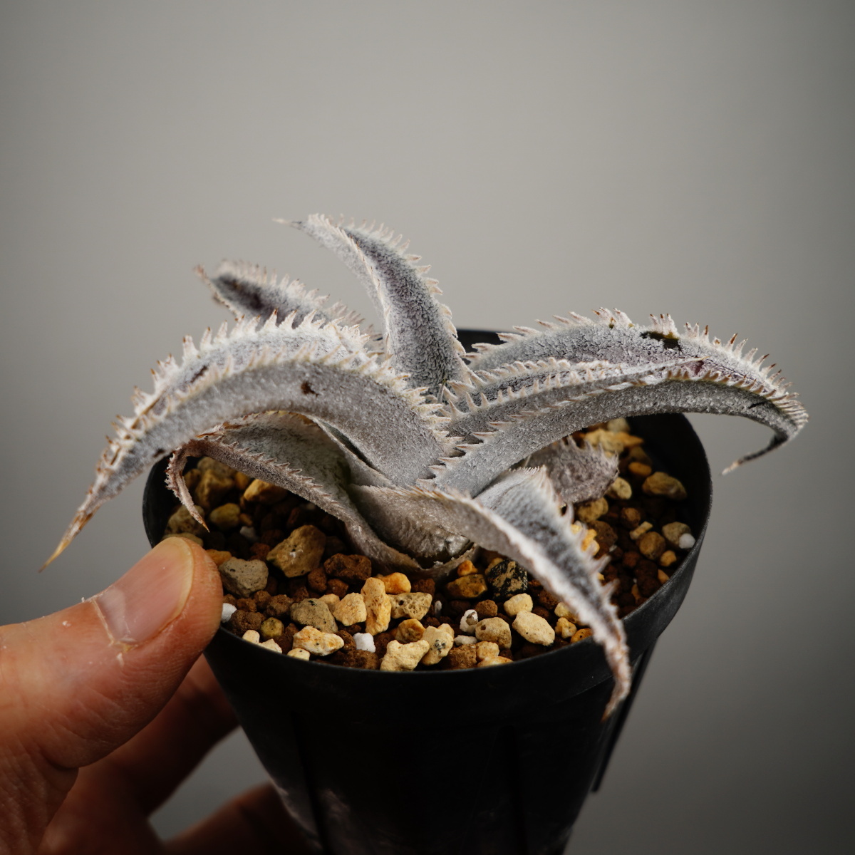 Dyckia marnier-lapostolleiti Kia Marni L la post Ray полосный .brome задний bromeplants