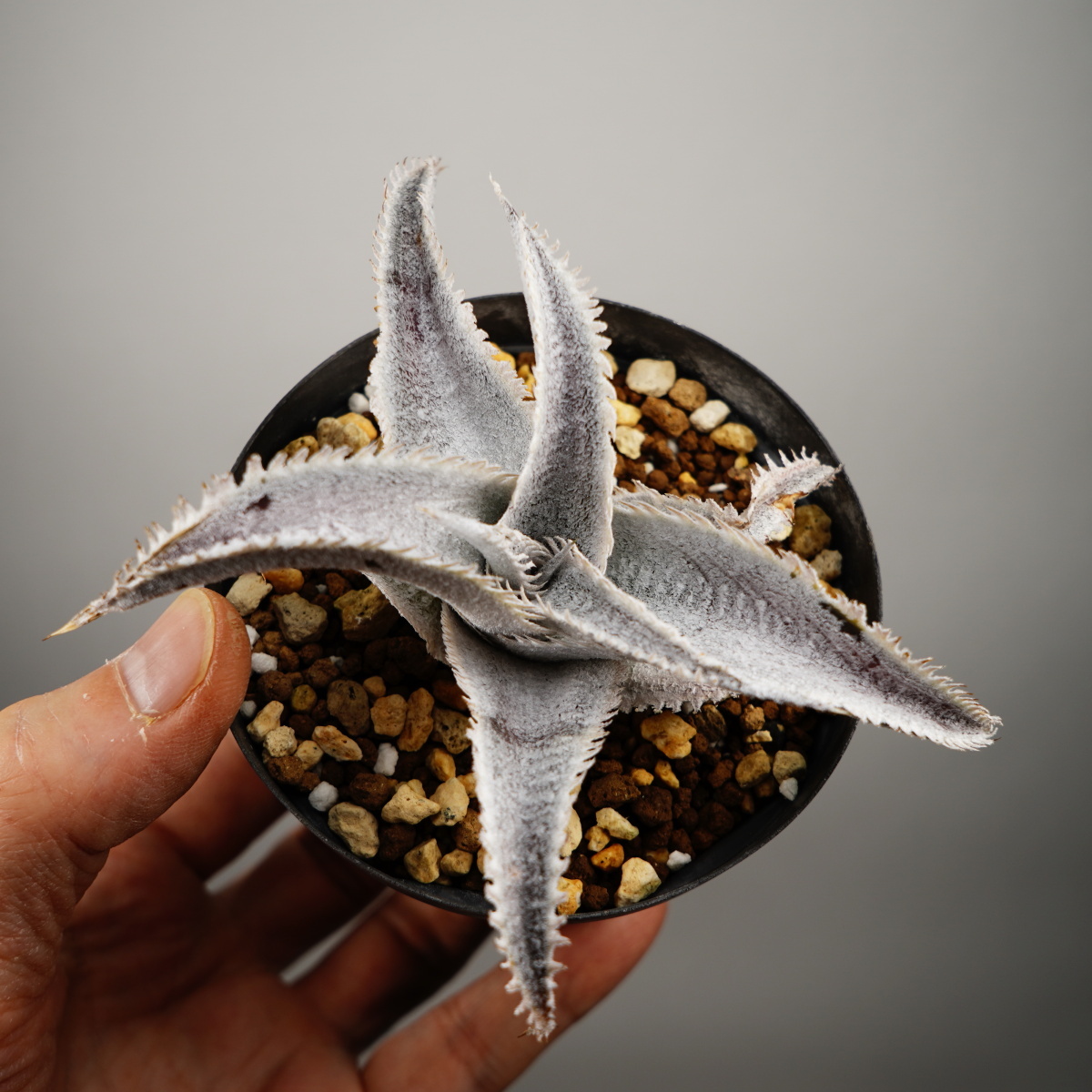 Dyckia marnier-lapostolleiti Kia Marni L la post Ray полосный .brome задний bromeplants