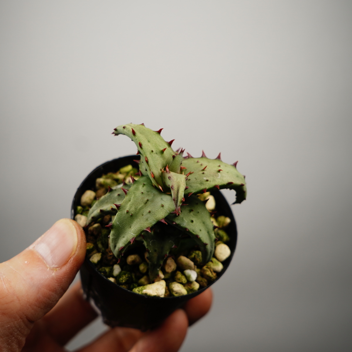 Aloe castilloniae алоэ ka стойка roniaeSatoshi's Nursery bromeplants