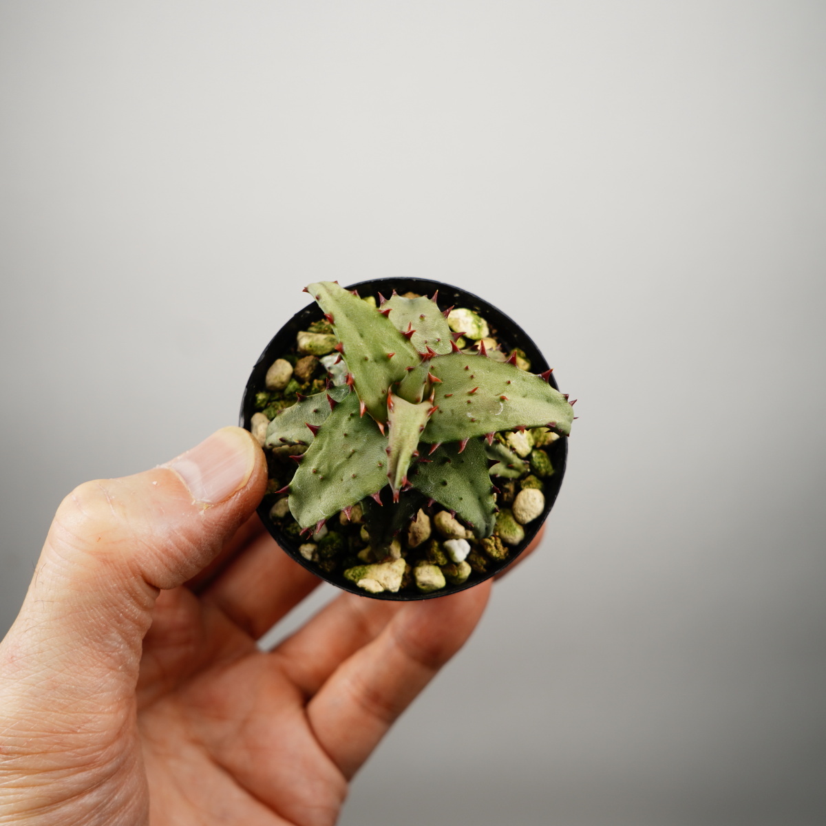 Aloe castilloniae алоэ ka стойка roniaeSatoshi's Nursery bromeplants