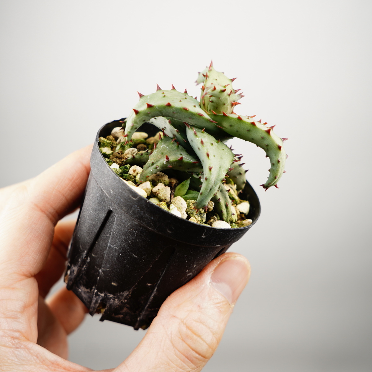 Aloe castilloniae алоэ ka стойка roniaeSatoshi's Nursery bromeplants