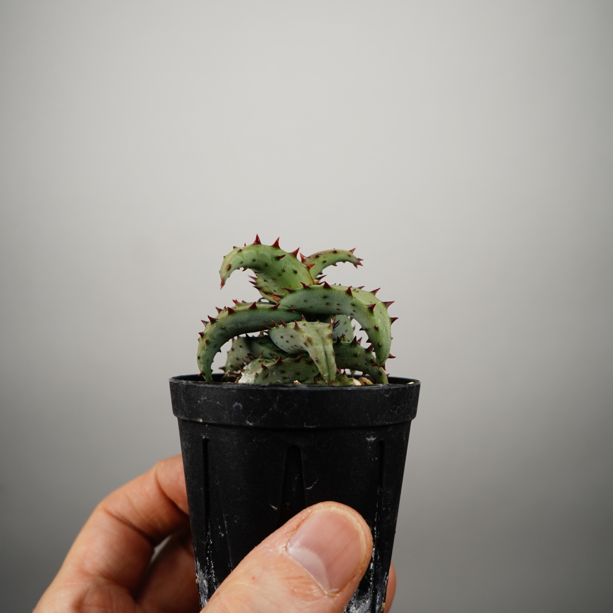 Aloe castilloniae алоэ ka стойка roniaeSatoshi's Nursery bromeplants