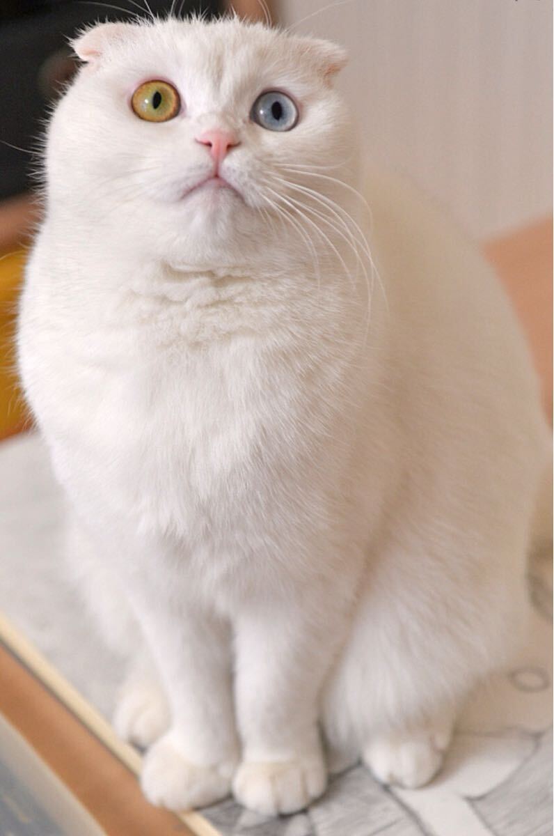 入札制限なし　評価回復　フリー写真素材　評価回復　相互評価【猫】_画像1