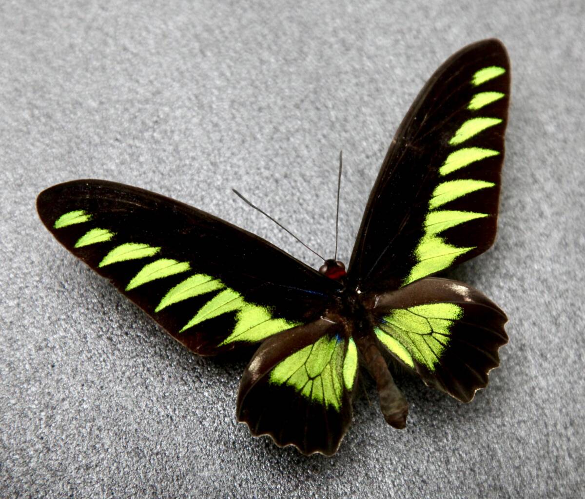 # иностранного производства бабочка образец красный elitoli spring Trogonoptera brookiana Малайзия производство 