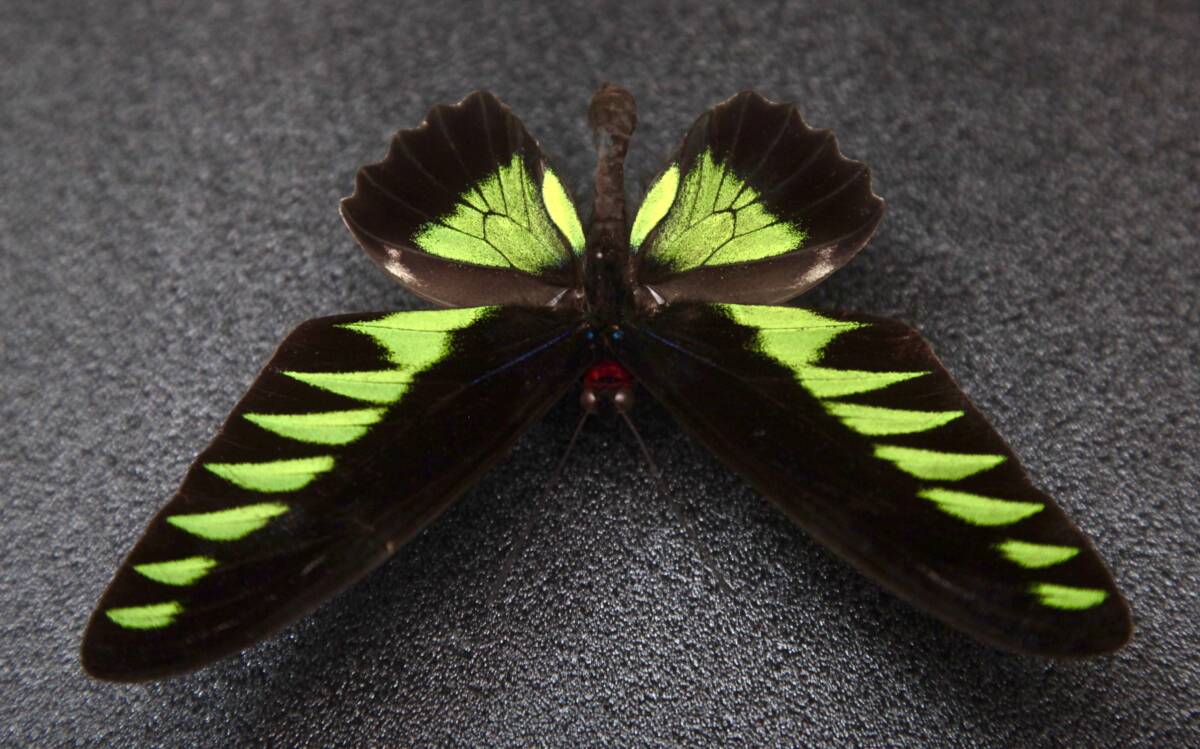 # иностранного производства бабочка образец красный elitoli spring Trogonoptera brookiana Малайзия производство 