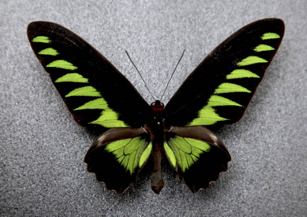 # иностранного производства бабочка образец красный elitoli spring Trogonoptera brookiana Малайзия производство 