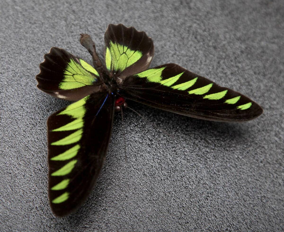 # иностранного производства бабочка образец красный elitoli spring Trogonoptera brookiana Малайзия производство 