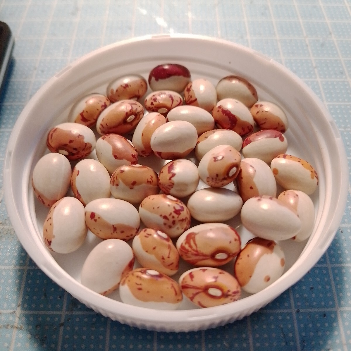 とら豆　虎豆　種子　10粒　べにばないんげん豆　限定入荷_画像1