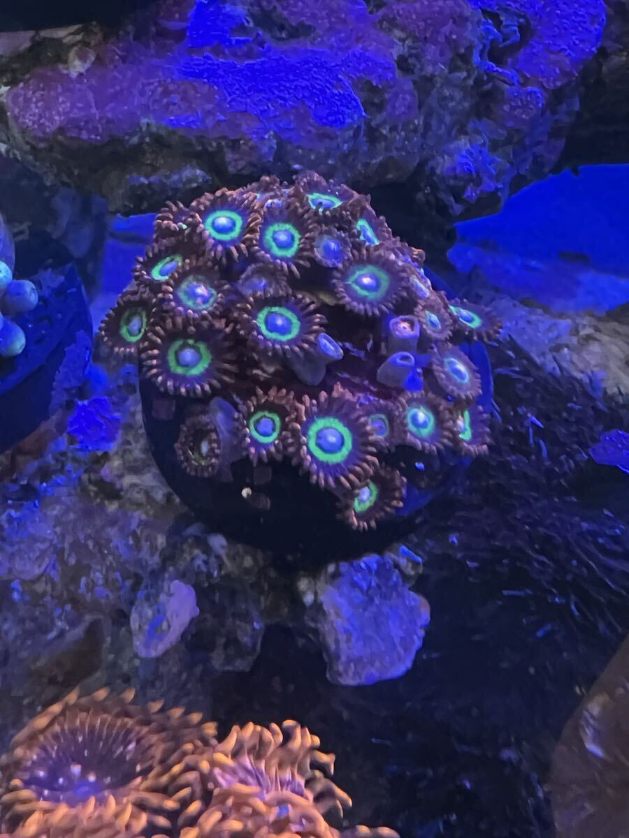 USAマメスナ Treehouse of Horror サンゴ ソフトコーラル マメスナギンチャク フラグ_画像2